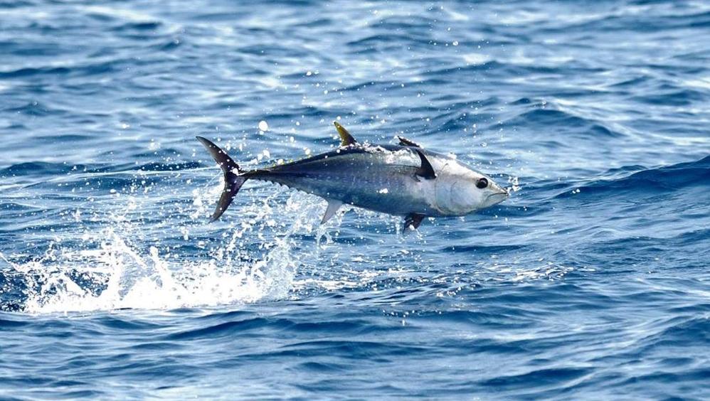 pesca-tonno-rosso